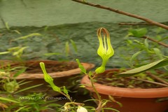 Ceropegia anantii